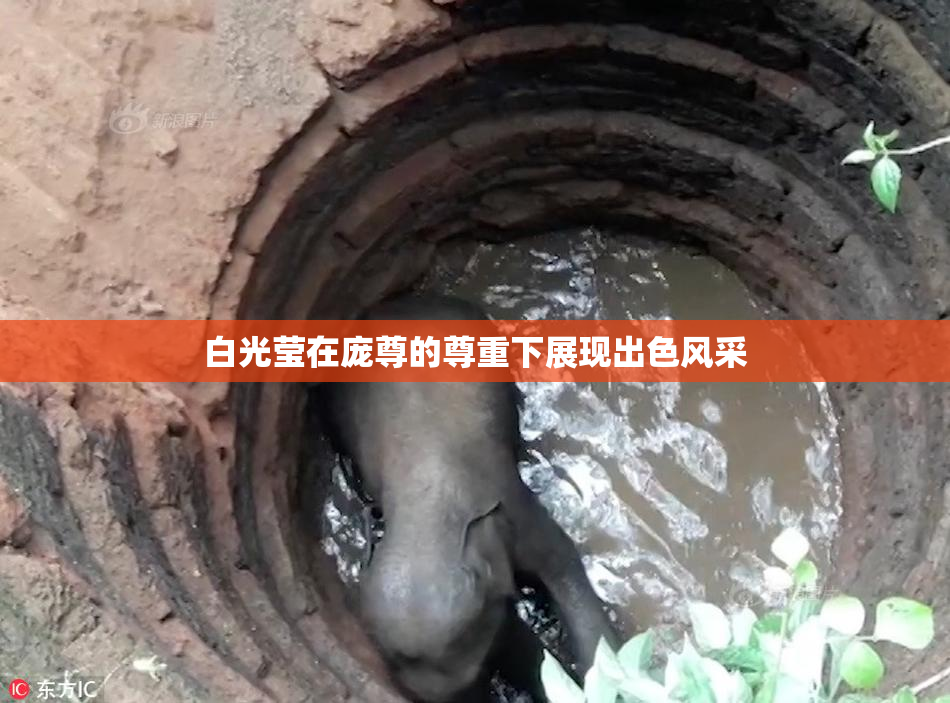 白光莹在庞尊的尊重下展现出色风采