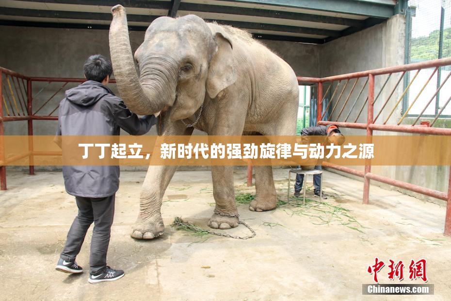 丁丁起立，新时代的强劲旋律与动力之源