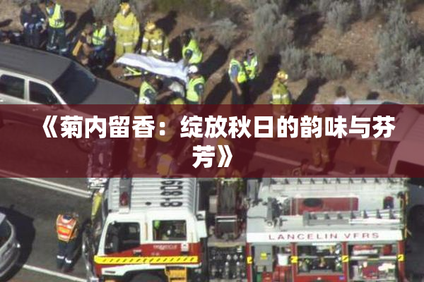 《菊内留香：绽放秋日的韵味与芬芳》
