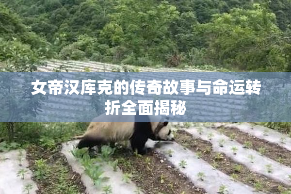 女帝汉库克的传奇故事与命运转折全面揭秘