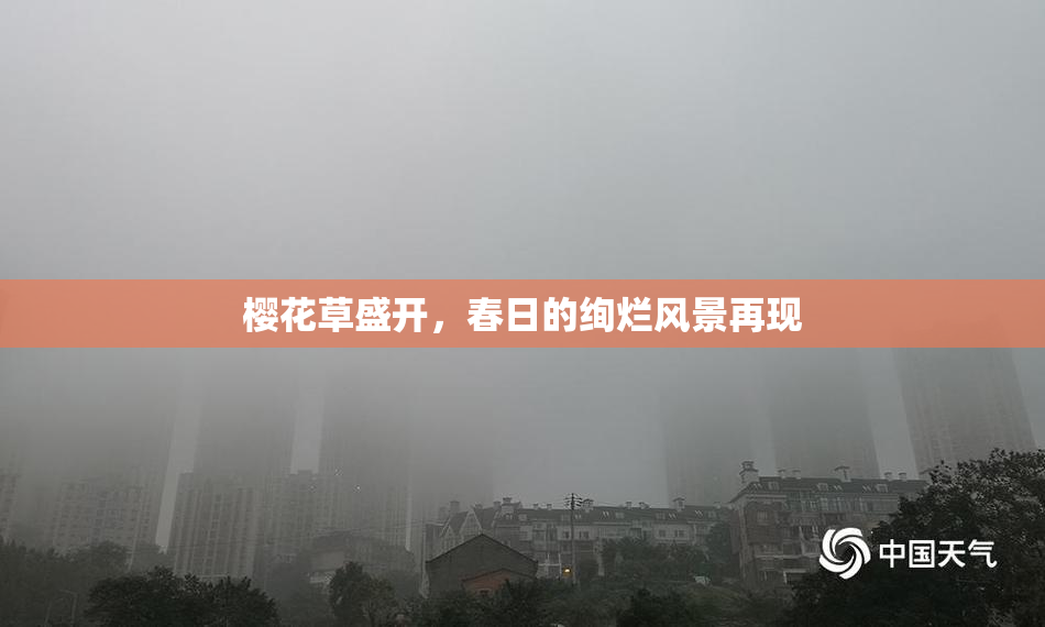 樱花草盛开，春日的绚烂风景再现