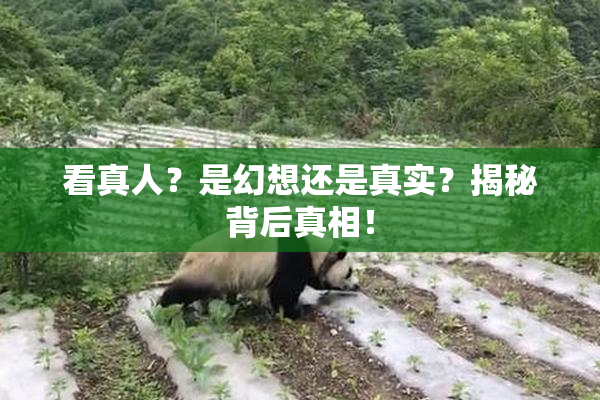 看真人？是幻想还是真实？揭秘背后真相！
