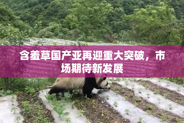 含羞草国产亚再迎重大突破，市场期待新发展