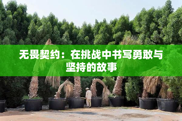 无畏契约：在挑战中书写勇敢与坚持的故事