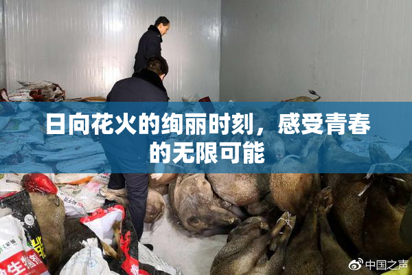 日向花火的绚丽时刻，感受青春的无限可能