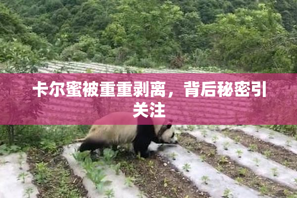 卡尔蜜被重重剥离，背后秘密引关注
