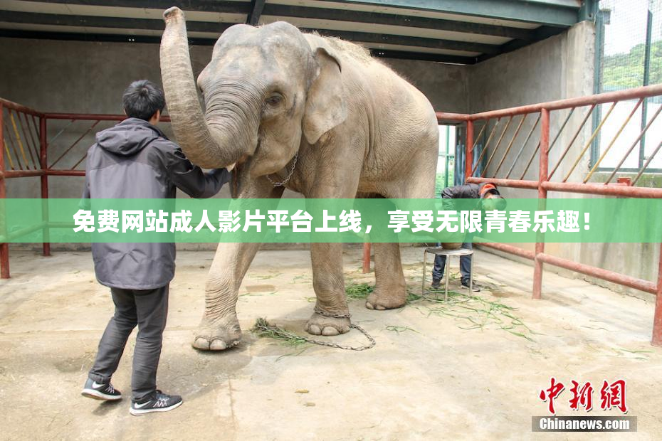 免费网站成人影片平台上线，享受无限青春乐趣！