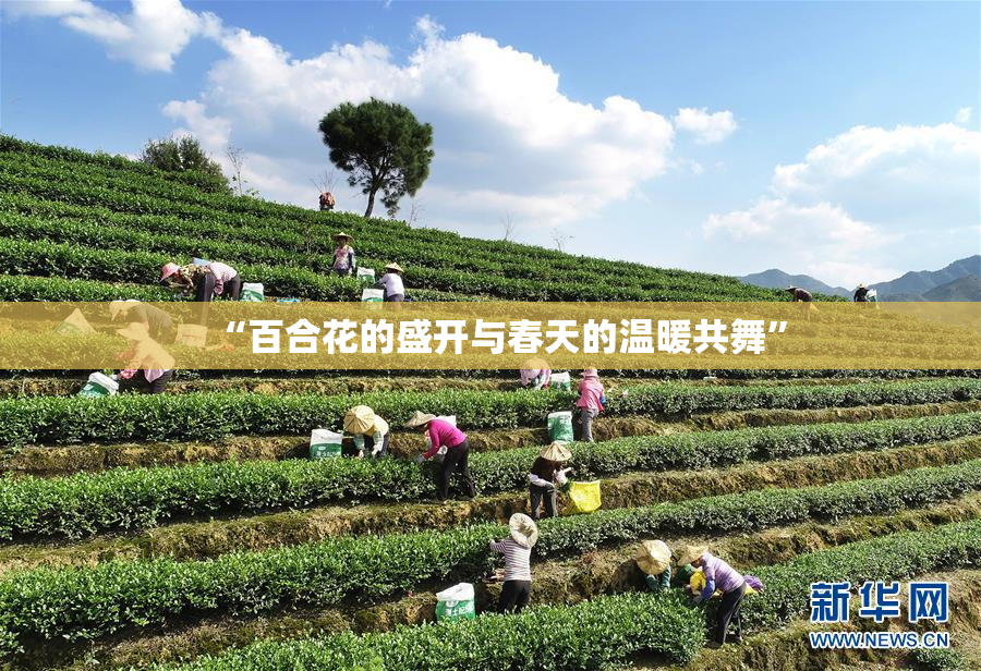 “百合花的盛开与春天的温暖共舞”
