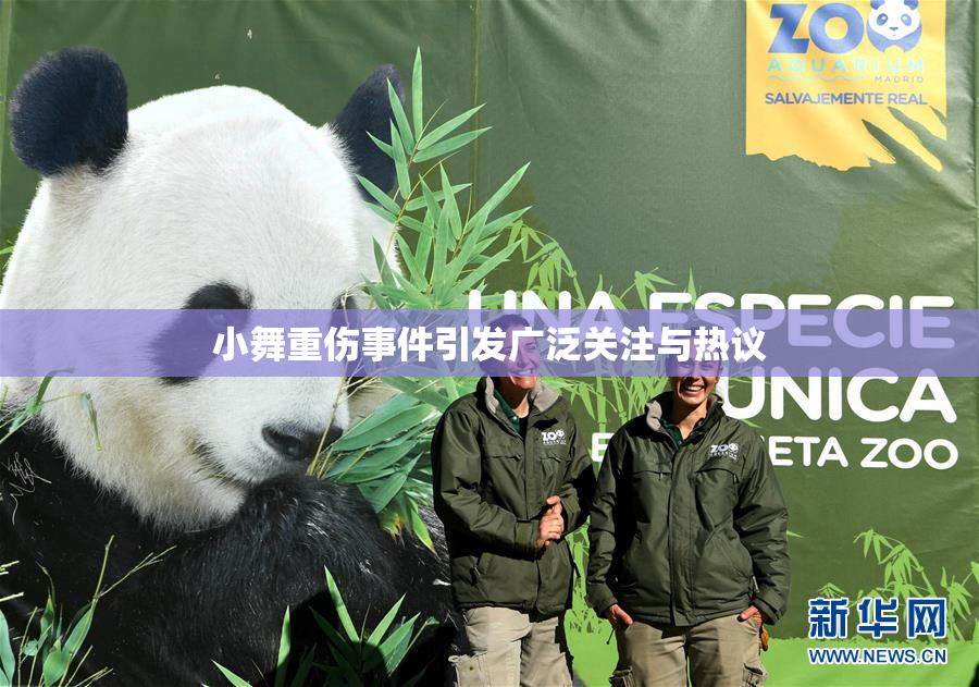 小舞重伤事件引发广泛关注与热议