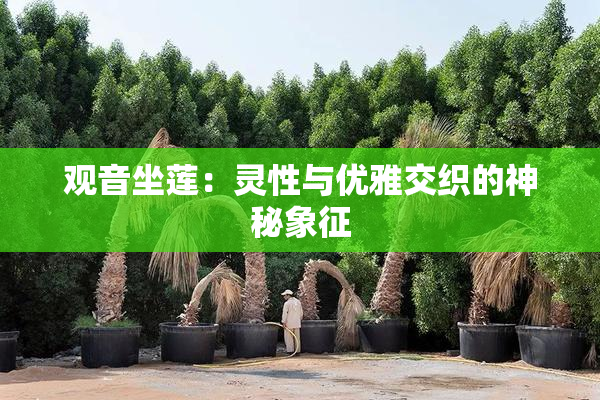 观音坐莲：灵性与优雅交织的神秘象征
