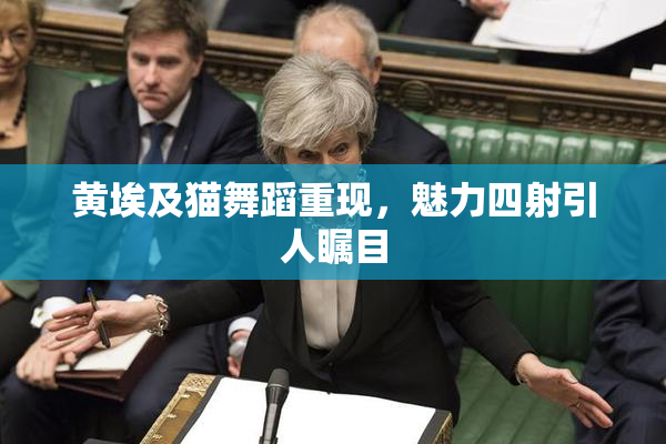 黄埃及猫舞蹈重现，魅力四射引人瞩目