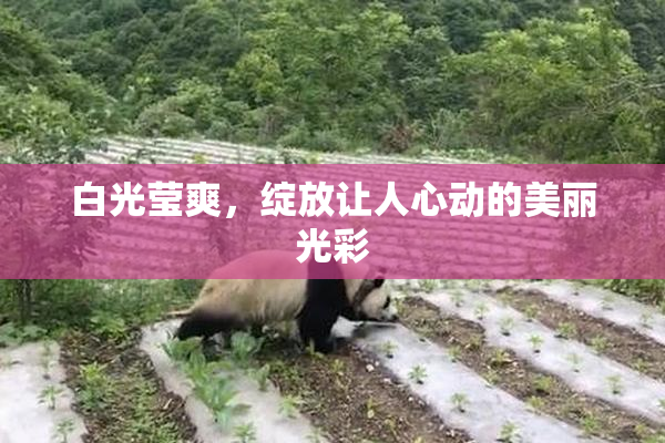 白光莹爽，绽放让人心动的美丽光彩