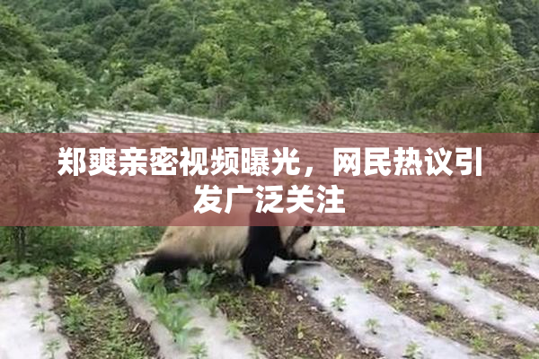 郑爽亲密视频曝光，网民热议引发广泛关注