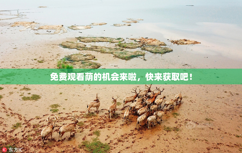 免费观看荫的机会来啦，快来获取吧！