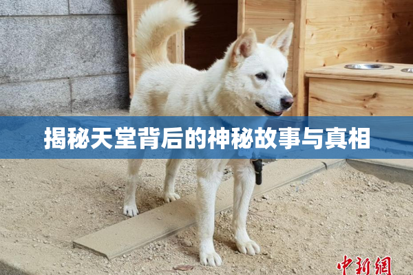 揭秘天堂背后的神秘故事与真相