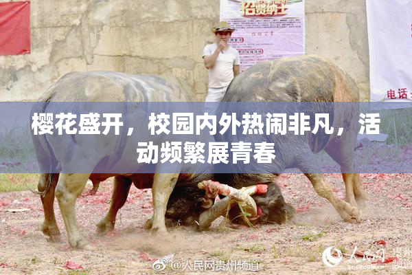 樱花盛开，校园内外热闹非凡，活动频繁展青春