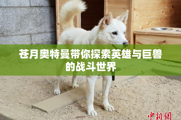 苍月奥特曼带你探索英雄与巨兽的战斗世界