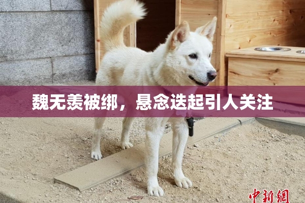 魏无羡被绑，悬念迭起引人关注