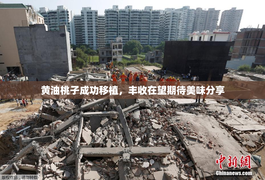 黄油桃子成功移植，丰收在望期待美味分享