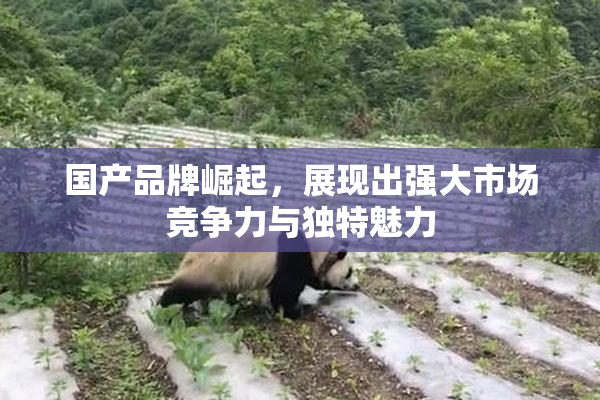 国产品牌崛起，展现出强大市场竞争力与独特魅力