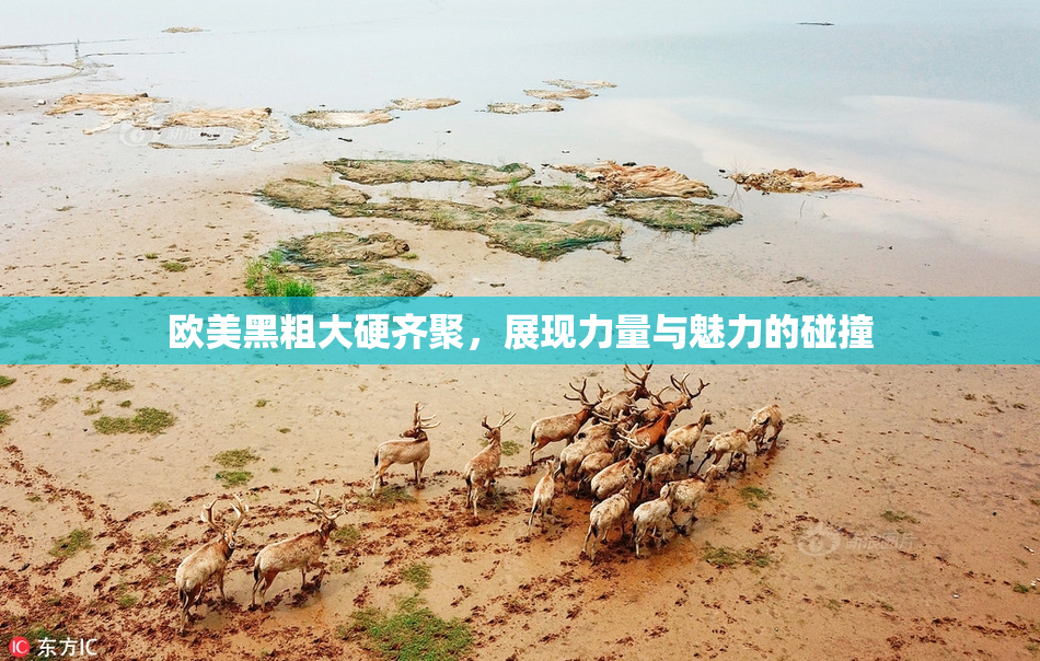欧美黑粗大硬齐聚，展现力量与魅力的碰撞