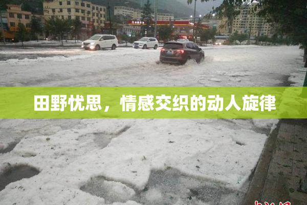 田野忧思，情感交织的动人旋律