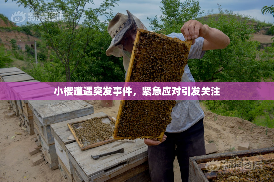 小樱遭遇突发事件，紧急应对引发关注