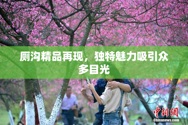 厕沟精品再现，独特魅力吸引众多目光