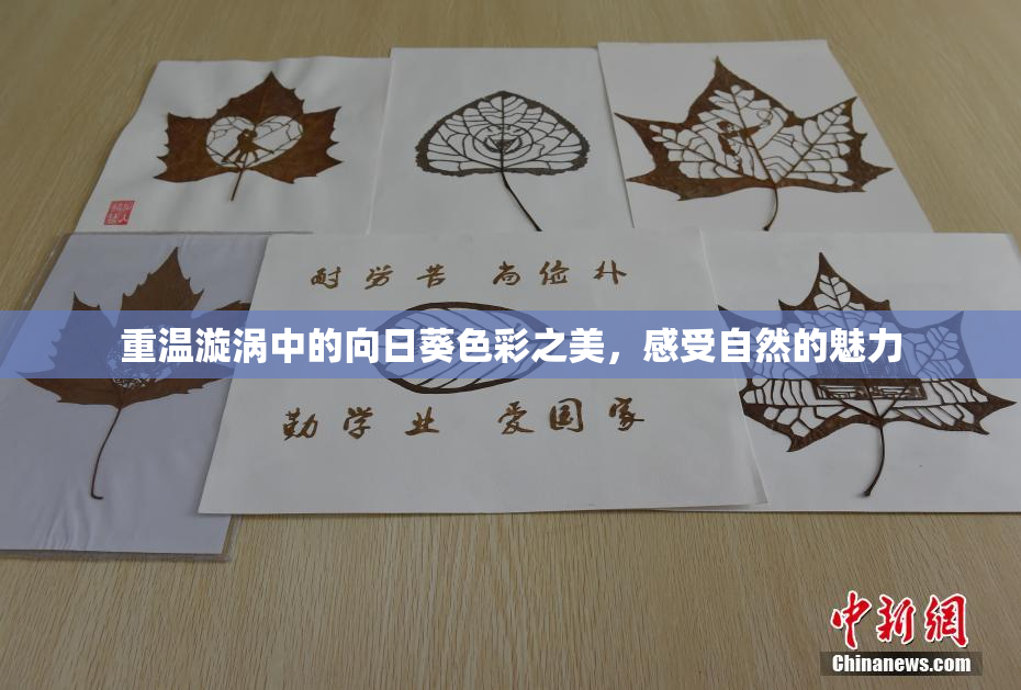 重温漩涡中的向日葵色彩之美，感受自然的魅力