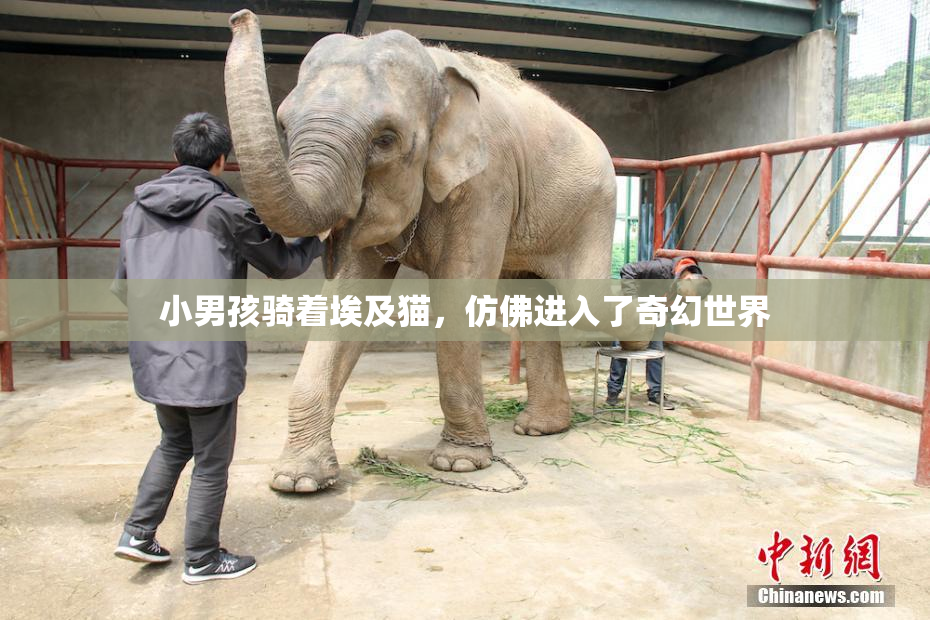小男孩骑着埃及猫，仿佛进入了奇幻世界