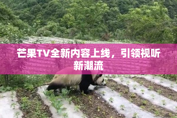 芒果TV全新内容上线，引领视听新潮流