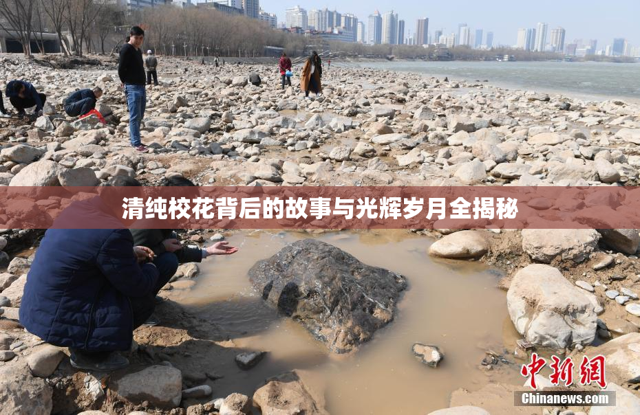 清纯校花背后的故事与光辉岁月全揭秘