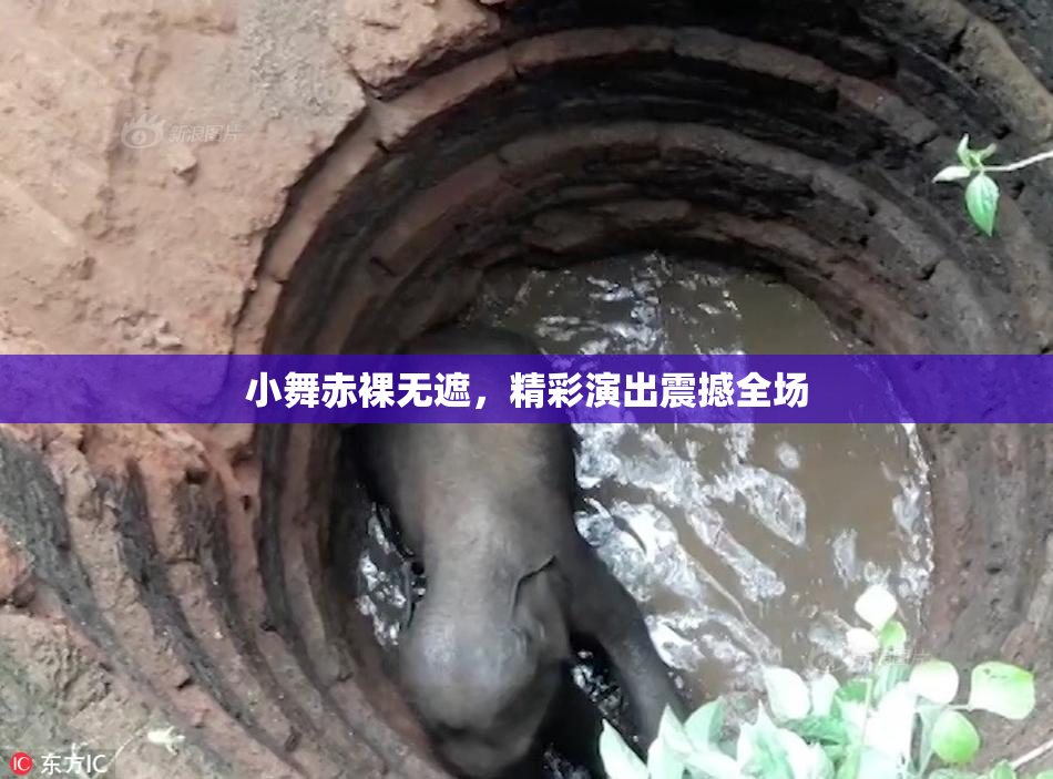 小舞赤裸无遮，精彩演出震撼全场