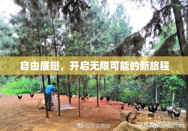 自由展翅，开启无限可能的新旅程