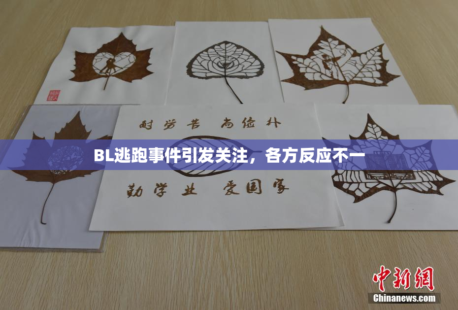 BL逃跑事件引发关注，各方反应不一