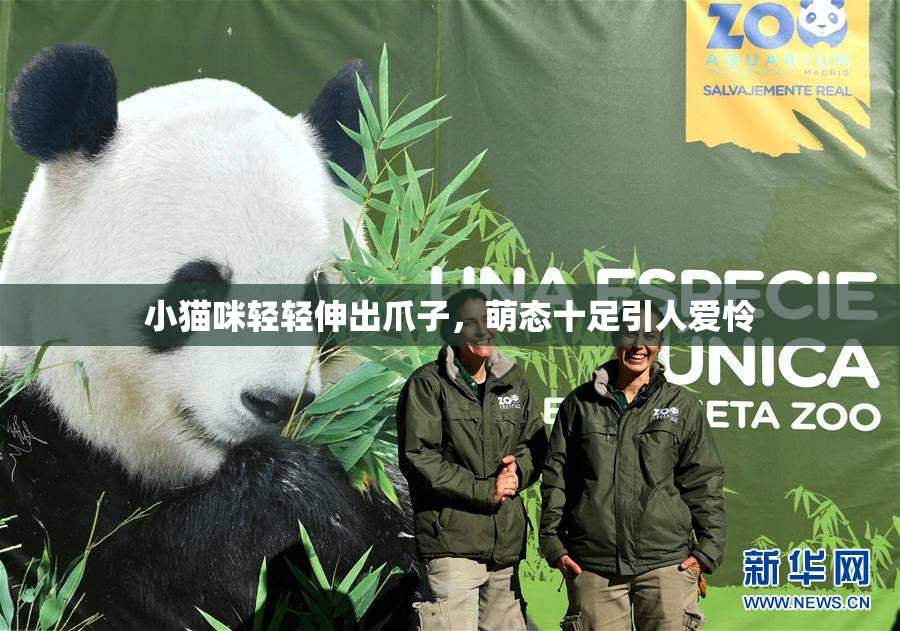 小猫咪轻轻伸出爪子，萌态十足引人爱怜