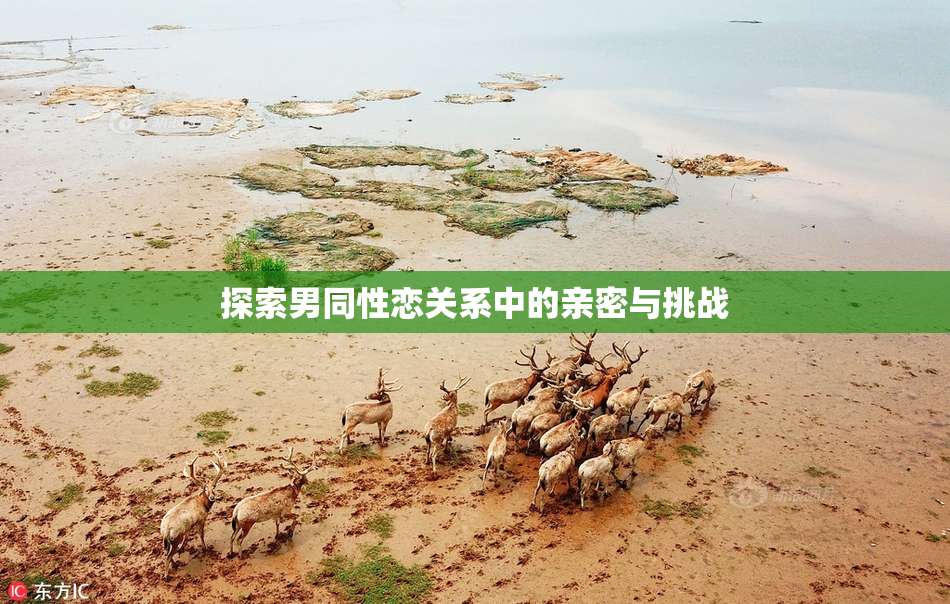 探索男同性恋关系中的亲密与挑战