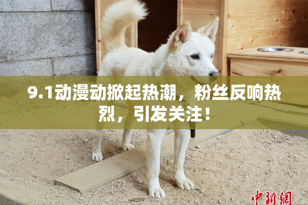 9.1动漫动掀起热潮，粉丝反响热烈，引发关注！