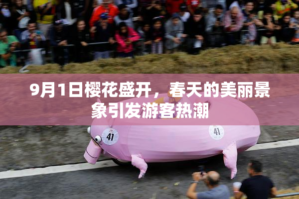 9月1日樱花盛开，春天的美丽景象引发游客热潮