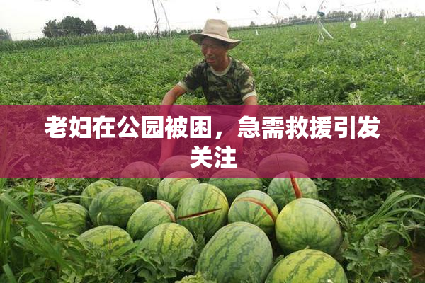 老妇在公园被困，急需救援引发关注