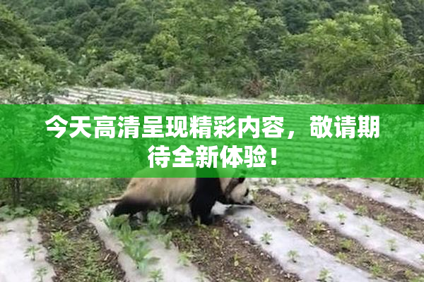 今天高清呈现精彩内容，敬请期待全新体验！