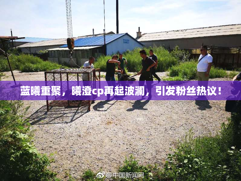 蓝曦重聚，曦澄cp再起波澜，引发粉丝热议！