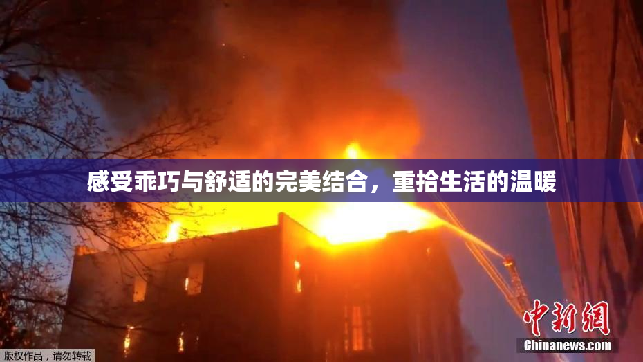 感受乖巧与舒适的完美结合，重拾生活的温暖