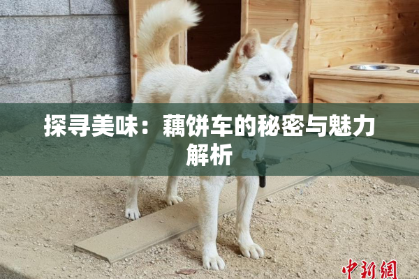 探寻美味：藕饼车的秘密与魅力解析