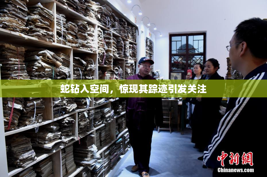 蛇钻入空间，惊现其踪迹引发关注