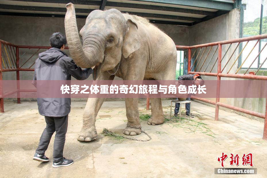 快穿之体重的奇幻旅程与角色成长