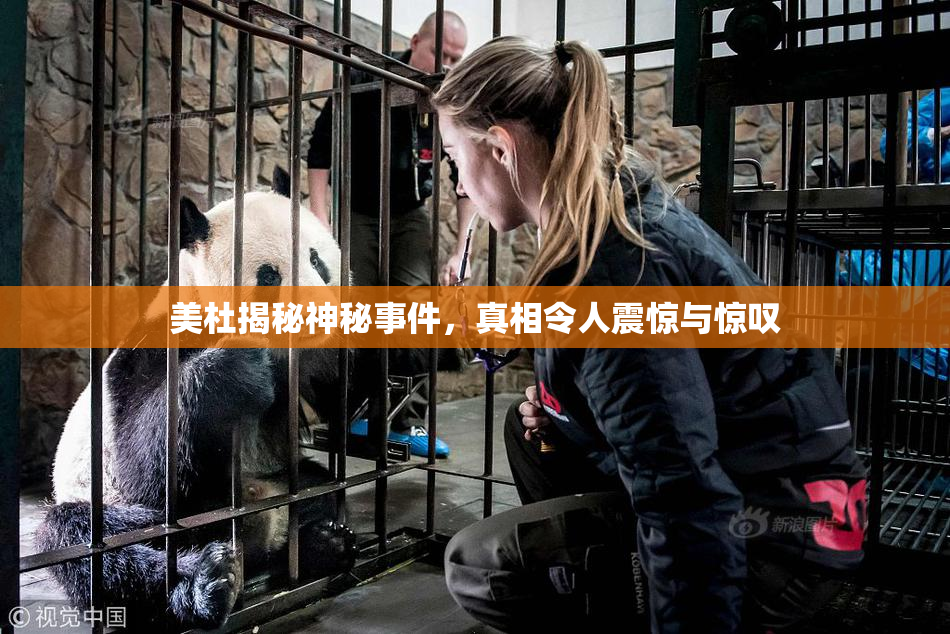 美杜揭秘神秘事件，真相令人震惊与惊叹