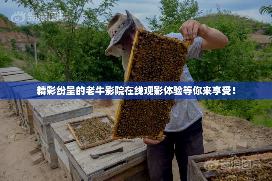 精彩纷呈的老牛影院在线观影体验等你来享受！