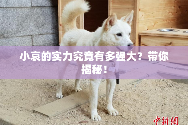小哀的实力究竟有多强大？带你揭秘！