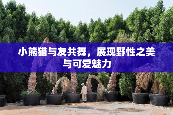 小熊猫与友共舞，展现野性之美与可爱魅力